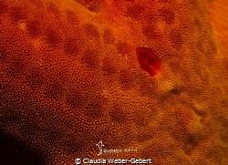 starfish skin - macro - close up by Claudia Weber-Gebert 